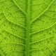 Illustration for article titled To Feed the World, We May Need to Hack Photosynthesis